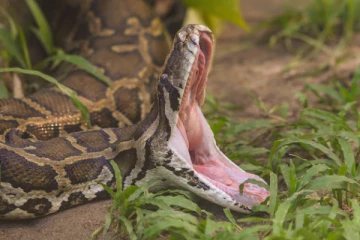 2 மணி நேரமாக மலைப்பாம்பு பிடியில் சிக்கிய பெண்: உயிர் தப்பியது எப்படி?