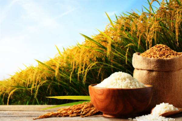 அரிசி தட்டுப்பாடு குறித்து வெளியான அறிவிப்பு...! | Agriculture Minister S Ann Regarding Rice Shortage அரிசி தட்டுப்பாடு குறித்து வெளியான அறிவிப்பு...! | Agriculture Minister S Ann Regarding Rice Shortage