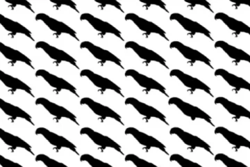 optical illusion: படத்தில் காலில்லாத கிளியை மூன்று நொடிக்குள் கண்டுபிடிக்க முடியுமா?