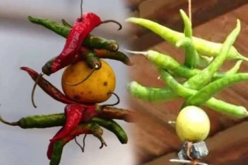 வீட்டு வாசலில் எலுமிச்சை கட்டுவது மூடநம்பிக்கையா? இது தெரிஞ்சா நீங்களும் பாலோ பண்ணுவீங்க