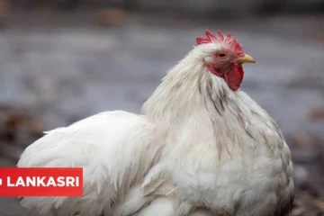 ரமலான் பண்டிகை நெருங்கும்நேரத்தில் கோழிகளைக் கொல்வதற்கு தடை விதிக்கும் சட்டம்: பிரான்ஸ் நாட்டு இஸ்லாமியர்கள் எதிர்ப்பு