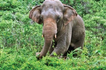 திருகோணமையில் பெரும் சோக சம்பவம்: யானையால் உயிரிழந்த நபர்