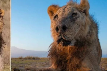 ஈட்டி பாய்ந்து உலகின் மிக வயதான சிங்கம் மரணம்