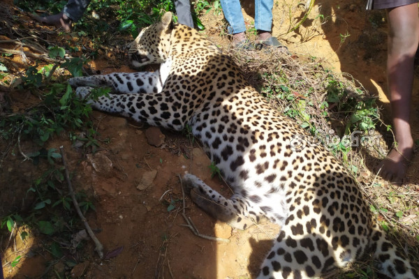 தேயிலைத் தோட்டத்தில் வலையில் சிக்கி உயிரிழந்த சிறுத்தை! விசாரணைகளை ஆரம்பித்த பொலிஸார் | Body Leopard Found Dead In A Net In A Tea Garden