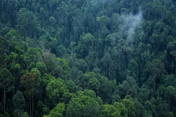 உலகில் முதன்மையான காடுகளை அழிக்கும் நாடுகளில் இலங்கை நான்காவது இடத்தில்