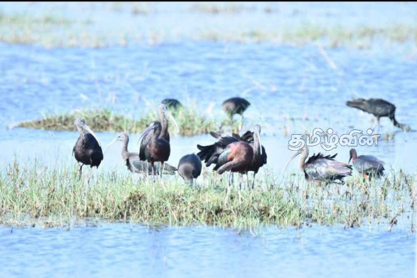 யாழில் முறையற்ற கழிவகற்றல்: விடுக்கப்பட்டுள்ள எச்சரிக்கை | Danger Of Improper Sewage Disposal In Jaffna
