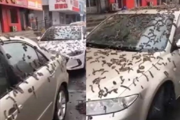 சீன தலைநகரில் மழைபோல் பொழிந்த புழுக்கள்- வைரலான காணொளி | Worms Raining Down On Chinese Capital