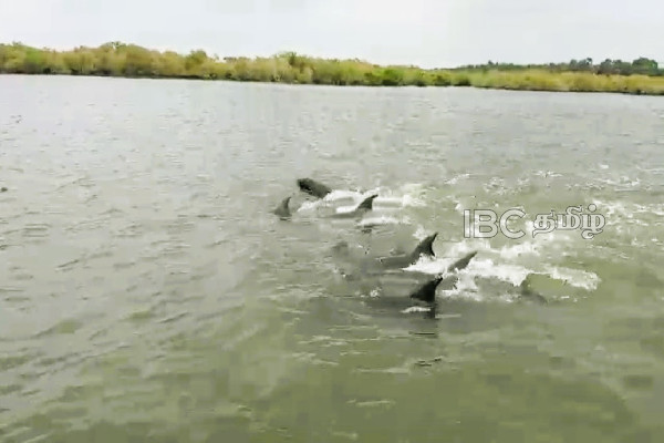 தமிழர் பிரதேச கடற்கரையில் கூட்டமாக கரை ஒதுங்கிய டொல்பின்கள் | Mannar Dolphin Issue தமிழர் பிரதேச கடற்கரையில் கூட்டமாக கரை ஒதுங்கிய டொல்பின்கள் | Mannar Dolphin Issue