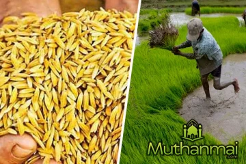 நெல்லுக்கான உத்தரவாத விலையை நிர்ணயிக்க கோரிக்கை முன்வைத்துள்ள விவசாயிகள்