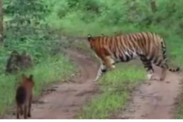 செந்நாய் கூட்டத்தை பார்த்து தலைதெறிக்க ஓடிய புலி.. காட்டுக்குள் நடந்த கலாட்டா