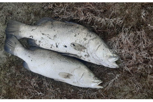 யாழில்  இறந்த நிலையில்  கரை ஒதுங்கிய பெருமளவான மீன்கள் ; மக்கள் அதிர்ச்சி | Many Dead Fish Washed Ashore People Shocked