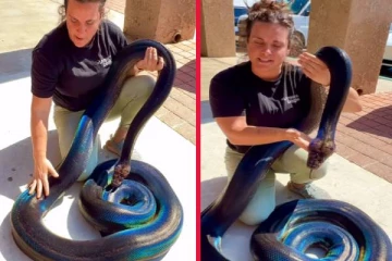 இவ்வளவு அழகான மலைப்பாம்பை பார்த்ததுண்டா? வைரலாகும் காணொளி