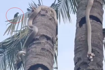 மரத்தில் ஏறி பறவையைக் கவ்விய பாம்பு! பரிதாபமான நின்ற கிளி: டிரெண்டிங் காட்சி