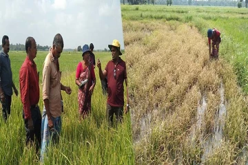 கிளிநொச்சி பெரும்போக நெற்செய்கையில் அதிகரிக்கும் நோய் தாக்கம்: விவசாய பணிப்பாளர் கள விஜயம்(Photos)