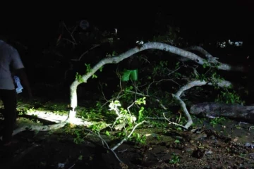 முல்லைத்தீவில் வீதிக்கு குறுக்கே விழுந்த பாரிய மரம் -  போக்குவரத்து தடை