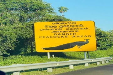 நான் எப்போதும் ஆபத்தான மயில்களை கண்டதில்லை: அறிவிப்பு பலகையில் பிழை காணும் அமெரிக்க தூதுவர்