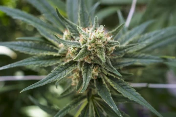 நயாகராவில் 4,000க்கு மேற்பட்ட கஞ்சா செடிகள் மீட்பு; இருவர் கைது