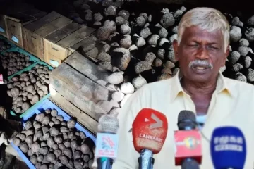 யாழில் பழுதடைந்த உருளைக்கிழங்கு விதைகளின் பின்னால் சதி நடவடிக்கை