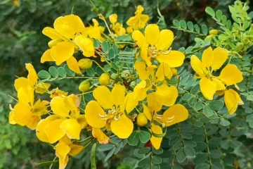 Avvaram Poo Benefits: பொன் நிறத்தில் ஜொலிக்கும் ஆவாரம் பூவில் இத்தனை நன்மைகளா?