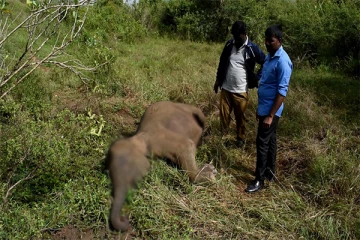 தொடருந்துடன் மோதுண்டு இரு யானைகள் பலி (Video)