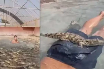 Viral video: முதலைகளுடன் கூலாக நீச்சல் அடிக்கும் சிறுவன்