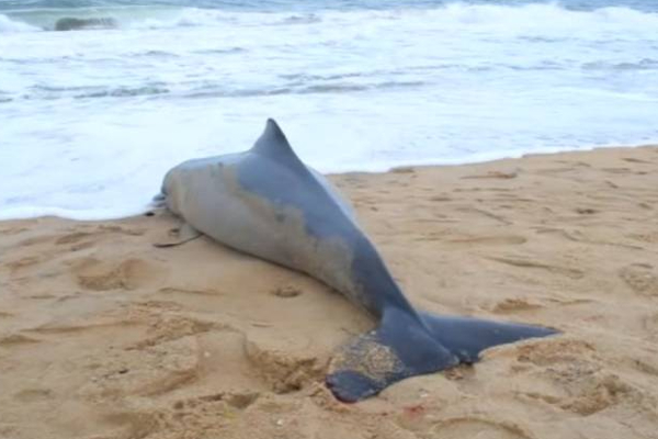 புத்தளத்தில் உயிரிழந்த நிலையில் கரையொதுங்கிய டொல்பின்! | Dolphin Found Dead In Puttalam