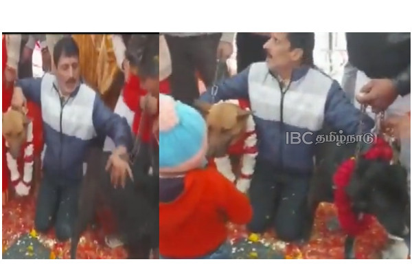 uttarpradesh-a-male-dog-female-dog-married