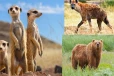 ஐக்கிய அரபு இராச்சியத்தில் இருந்து இலங்கைக்கு கொண்டுவரப்பட்ட விலங்குகள்!