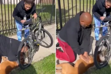 உயிருக்கு போராடிய நாய்! தன் மூச்சை கொடுத்து காப்பாற்றிய நபர்- நெகிழ வைக்கும் சம்பவம்