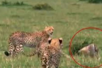 எமனாக வந்த புலி கூட்டம்! உயிரை காக்க ஓடிய நரிக்கு நொடியில் நடந்த அதிசயம் : திக் திக் நிமிடங்களில் விழிப்பிதுங்கி போன மில்லியன் பேர்