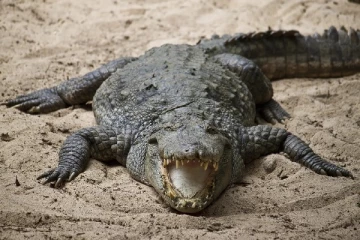 யாழ்ப்பாணத்தில் இரண்டு நாய்களை உயிருடன் விழுங்கிய முதலை