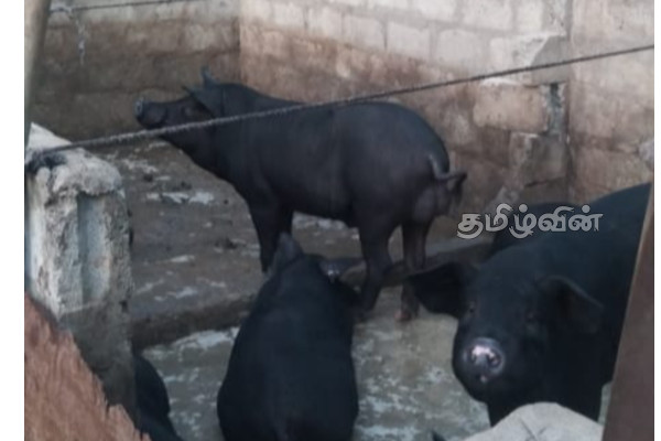 புதுக்குடியிருப்பு-கோம்பாவில் பகுதியில் சுகாதாரமற்ற முறையில் பன்றி வளர்ப்பு | Pig Farming Unhygienic Condition Puthukkudiyiruppu