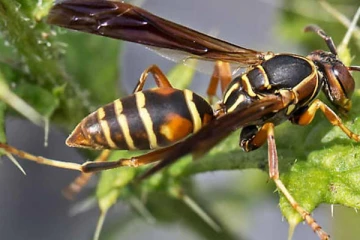 கர்ப்பிணி, இரு குழந்தைகள் உட்பட 10 பேர் குளவி கொட்டி வைத்தியசாலையில் சேர்ப்பு