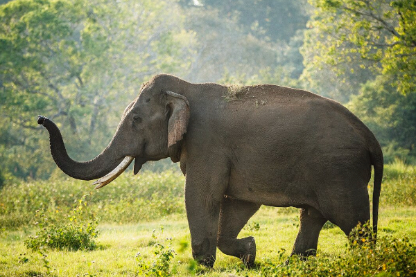 வாயில்லா ஜீவனுக்கு நேர்ந்த கொடுமை; நீதிமன்றம் விடுத்த உத்தவு | The Court S Order To Those Who Killed The Elephant வாயில்லா ஜீவனுக்கு நேர்ந்த கொடுமை; நீதிமன்றம் விடுத்த உத்தவு | The Court S Order To Those Who Killed The Elephant