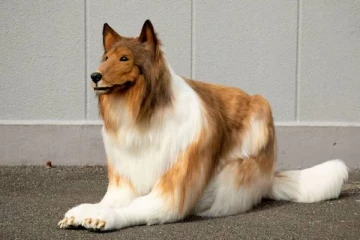 லட்சக்கணக்கில் செலவு செய்து நாயாகவே மாறிய நபர் - ஏன் தெரியுமா? வாயடைத்துபோன குடும்பத்தினர்கள்