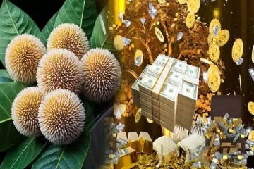 கடன் பிரச்சினை நீங்கி பணம் குவிய வேண்டுமா? அப்போ இந்த பூவை வீட்டில் வைங்க