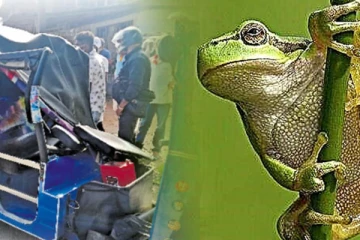 ගෙම්බෙකු නිසා මහ මඟදී ජීවිතයක් නැතිවුන හැටි..කවුරුත් කම්පා කල පුවත..