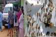 குளவிக்கொட்டுக்கு இலக்கான 50 மாணவர்கள் மருத்துவமனையில் அனுமதி : மூவரின் நிலை கவலைக்கிடம்