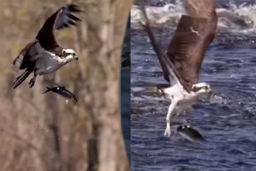 Viral Video: உயரே பறந்த கழுகு... சட்டென மீனை வேட்டையாடிய காட்சி