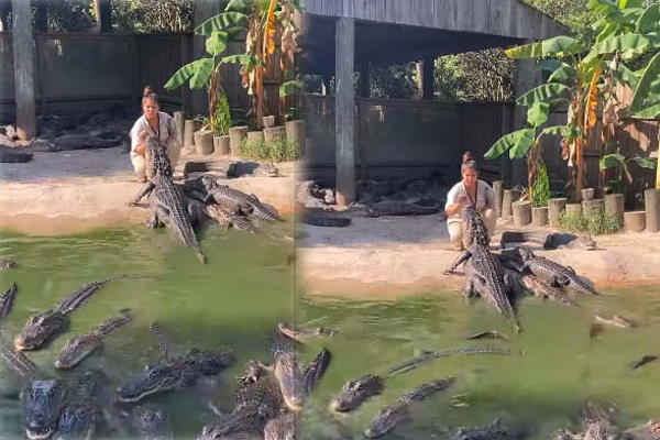 முதலைக் கூட்டத்தின் நடுவே பெண் கொடுத்த ஷாக்! புல்லரிக்க வைக்கும் காட்சி | Girl Feeding Alligators Viral Video