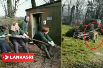 சுவிட்சர்லாந்து உயிரியல் பூங்காவில் பெண்ணைக் குதறிக்கொன்ற புலி... விசாரணை அதிகாரிகளின் முடிவு