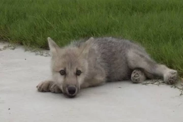 குளோனிங் மூலம் உருவாக்கப்பட்ட முதல் ஓநாய் - சாதனை படைத்த நாடு!