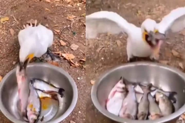 அசுர வேகத்தில் 8 மீன்களை விழுங்கும் கொக்கு.... கண் சிமிட்டாமல் வியக்க வைத்த காட்சி