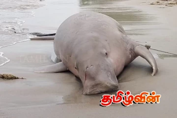 மன்னார் வளைகுடா கடல் பகுதியில் கரை ஒதுங்கிய கடல் பசு