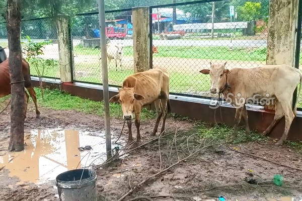 முல்லைத்தீவில் இறைச்சிக்காக வெட்டப்படும் மாடுகளில் முறைகேடு: மக்கள் விசனம் | Cattle Slaughtered For Meat In Mullaithivi
