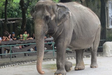 உயிரழந்தது விஸ்வ மலி; இலங்கையிடம் புதிய யானை கோரும் பிலிப்பைன்ஸ்
