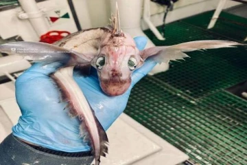 மீனவர் வீசிய வலையில் வெள்ளை நிறத்தில் சிக்கிய அரிய வகை மீன் - வைரல் புகைப்படம்!