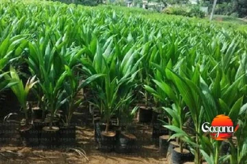 ගෙවතු පොල් වගාවට නොමිලේ පොල් පැළ ලක්ෂ පහක්