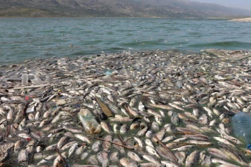 ஒரே நேரத்தில் டன் கணக்கில் செத்து மடியும் மீன்கள்! சுற்றுச்சூழல் ஆர்வலர்கள் அதிர்ச்சி தகவல்