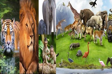 முட்டை மற்றும் பால் இரண்டையும் தரும் விலங்கு இருக்கின்றதா? இந்த விலங்கு தான்!